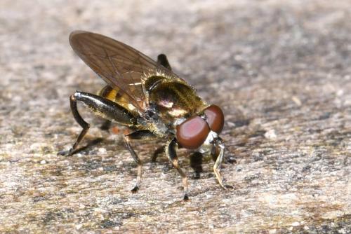 Chalcosyrphus nemorum